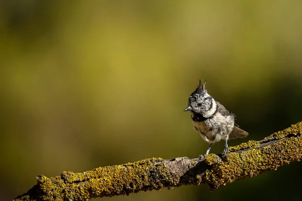 Lophophanes cristatus - The blue tit is a species of passerine bird in the Paridae family.