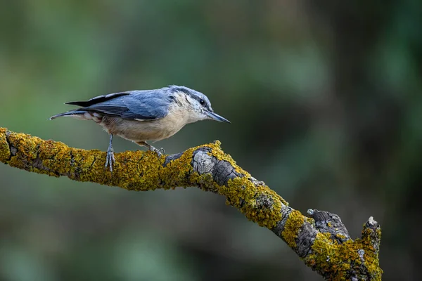 Sitta Europaea Sittidae Familyasından Bir Kuş Türü — Stok fotoğraf