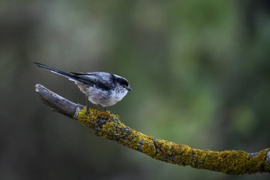 Efsane ormanda bir dal üzerine tünemiş..