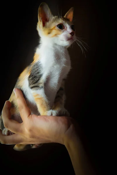 Emotionele Gember Kitten Zoek Nieuwsgierig — Stockfoto