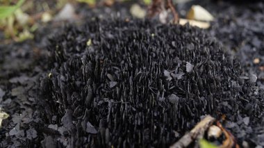 Kabarık nemli kömür