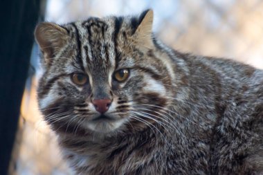 Amur vahşi kedisinin portresi.