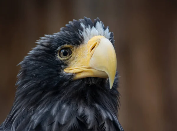 Das Porträt Eines Steller Seeadlers — Stockfoto