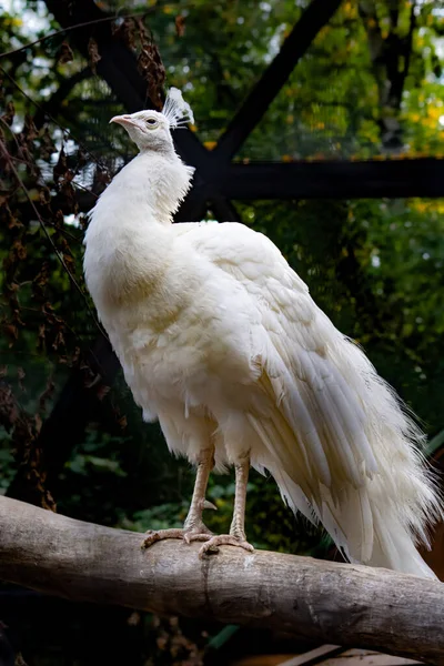 Pavo Real Blanco Zoológico — Foto de Stock