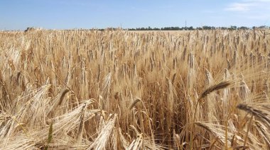 Kırsal alan. Olgunlaşan buğday tarlası ve güneş ışığının arka planı. Ekin tarlası. Seçici odaklanma. Saha manzarası. Köy hayatı