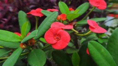 Rüzgarda kırmızı çiçek