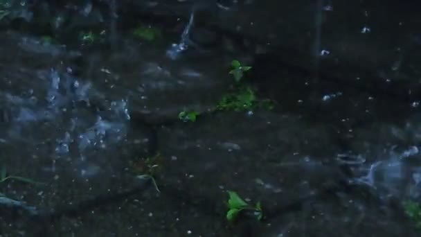 Krople Deszczu Kapiące Podwórku — Wideo stockowe