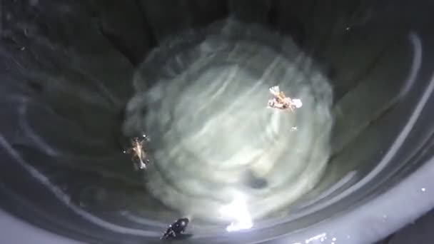 一盆充满昆虫的水 — 图库视频影像