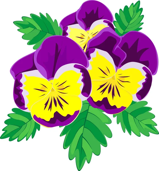 Desenho Vetor Buquê Violetas Tricolores — Vetor de Stock