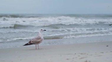 Martı fırtınalı denizin kumlu sahilinden köpüklü dalgalarla havalanıyor.