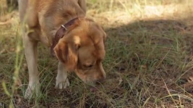 Fawn Labrador toplayıcısı sonbahar parkında yürürken çimenleri yiyor.