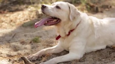 Mutlu sarı labrador av köpeği kumların üzerinde yatıyor ve yürürken sopayı koruyor.