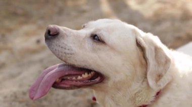 Sarı Labrador Retriever 'ın yakın çekimleri. Dili dışarı çıkmış.