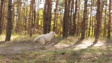 Oyuncu sarı labrador av köpeği ormanda yürürken sopa peşinde koşuyor.