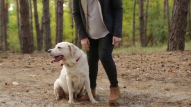 İtaatkar Labrador Retriever açık havada kadın sahibine iki pençe veriyor.