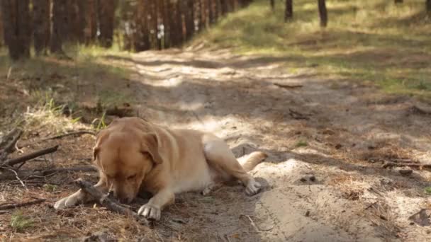 Fawn labrador excavando terreno y jugando con palo durante un paseo por el bosque — Vídeos de Stock