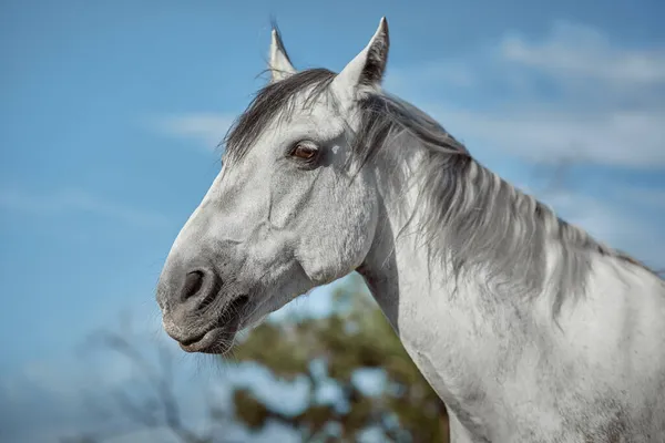 Beau cheval gris en pomme blanche, gros plan du museau, look mignon, crinière, fond de terrain de course, corral, arbres — Photo