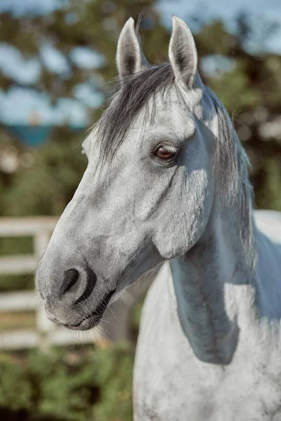 Belo cavalo cinza em maçã branca, close-up de focinho, olhar bonito, crina, fundo de campo de corrida, curral, árvores — Fotografia de Stock