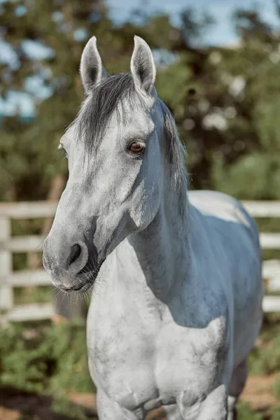 Belo cavalo cinza em maçã branca, close-up de focinho, olhar bonito, crina, fundo de campo de corrida, curral, árvores — Fotografia de Stock