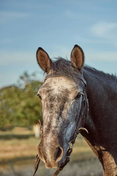 Belo cavalo marrom, close-up de focinho branco, olhar bonito, crina, fundo de campo de corrida, curral, árvores — Fotografia de Stock