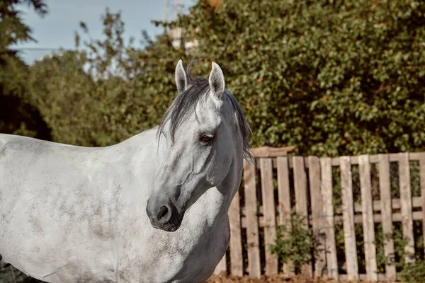 Όμορφο γκρι άλογο στο Λευκό Μήλο, κοντινό πλάνο του ρύγχος, χαριτωμένο βλέμμα, χαίτη, φόντο του πεδίου λειτουργίας, μαντρί, δέντρα — Φωτογραφία Αρχείου