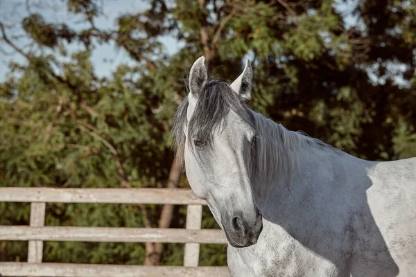 Gyönyörű szürke ló fehér alma, közelkép a szájkosár, aranyos megjelenés, sörény, háttér futópálya, karám, fák — Stock Fotó