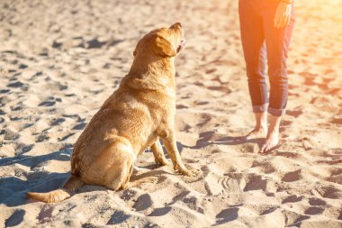 Genç bayan Labrador Retriever köpeği eğitmeni sahilde. Güneş parlaması