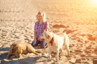 İki labrador arkadaş sahilde oynarken. Güneş parlaması