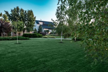 Yazın alacakaranlıkta huş ağaçları ve süslemeli kır arazisinin yeşil bahçesi.