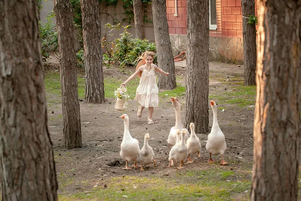 Счастливая девочка-подросток бежит за стаей гусей во двор загородного дома в летний день — стоковое фото
