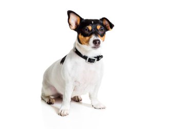 Jack Russell Terrier, beyaz üzerine izole edilmiş.