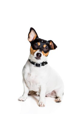 Jack Russell Terrier, beyaz üzerine izole edilmiş.