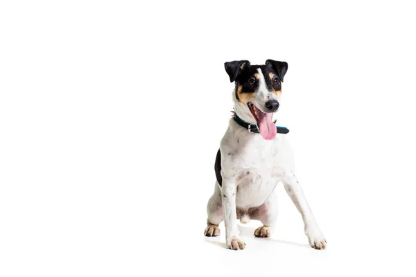 Retrato de uma raposa lisa de raça pura terrier fundo branco — Fotografia de Stock