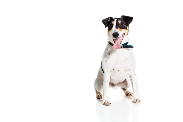 Portrait of a purebred smooth fox terrier white background — Stock Photo, Image