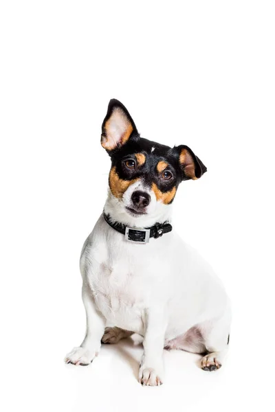 Jack Russell terrier, isolado em branco — Fotografia de Stock