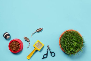 Kedi için aksesuarları olan düz bir kompozisyon, kasedeki kaliteli kuru yiyecekler, fareler ve top olarak komik oyuncaklar, yeşil çimenler, mavi arka planda sarı fırça ve pençe makası gibi. Hayvan bakımı ve...