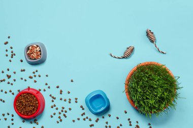 Kedi için aksesuarları olan düz bir kompozisyon, örneğin lezzetli kuru yiyecekler etrafa saçılmış vazodaki su, fareler gibi ilginç oyuncaklar ve mavi arka plandaki yeşil çimenler. Hayvan bakımı ve beslenme