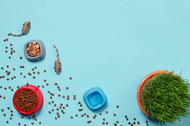 Kedi için aksesuarları olan yassı bir kompozisyon, örneğin yüksek kaliteli kuru yiyecekler etrafa saçılmış vazodaki su, fareler gibi ilginç oyuncaklar ve mavi arka plandaki yeşil çimenler. Hayvan bakımı ve...