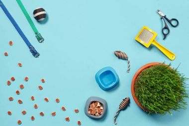 Kedi için aksesuarlı düz bir kompozisyon, kaliteli taze kuru yiyecekler etrafa saçılmış su, fareler ve top gibi ilginç oyuncaklar, yeşil çimenler, sarı fırça, renkli tasmalar