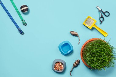 Kedi için aksesuarlı düz bir kompozisyon, örneğin kaliteli kuru yiyecek ve su, fare ve top gibi ilginç oyuncaklar, yeşil çimenler, sarı fırça, renkli tasmalar ve pençe makası.