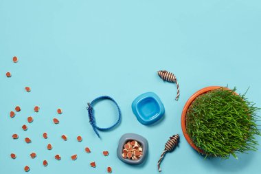 Kedi için aksesuarları olan düz bir kompozisyon, örneğin lezzetli kuru yiyecekler etrafa saçılmış vazoda su, fareler gibi ilginç oyuncaklar, mavi arka planda yeşil çimenler ve tasma. Hayvan bakımı ve...