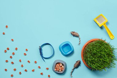 Kedi için aksesuarları olan düz bir kompozisyon, örneğin lezzetli kuru yiyecekler etrafa saçılmış vazoda su, fare gibi ilginç oyuncaklar, yeşil çimenler, mavi arka planda sarı fırça ve tasma. Evcil hayvan