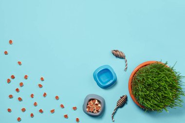 Kedi için aksesuarları olan düz bir kompozisyon, örneğin lezzetli kuru yiyecekler etrafa saçılmış vazodaki su, fareler gibi ilginç oyuncaklar ve mavi arka plandaki yeşil çimenler. Hayvan bakımı ve beslenme