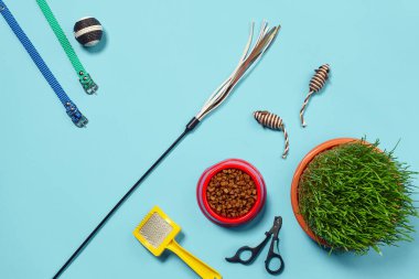 Mükemmel kuru yiyecek, fare ve top gibi ilginç oyuncaklar, yeşil çimen, sarı fırça, renkli tasmalar, teaser ve pençe makasları gibi bir kedi için aksesuarlarla bezenmiş düz bir kompozisyon