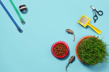 Kedi için aksesuarlı düz bir kompozisyon, kaliteli taze yiyecek, fare ve top gibi ilginç oyuncaklar, yeşil çimen, sarı fırça, renkli tasmalar ve mavi arka planda pençe makasları gibi.