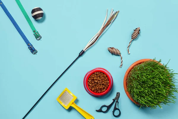 Mükemmel kuru yiyecek, fare ve top gibi ilginç oyuncaklar, yeşil çimen, sarı fırça, renkli tasmalar, teaser ve pençe makasları gibi bir kedi için aksesuarlarla bezenmiş düz bir kompozisyon