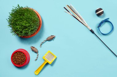 Flat lay composition with accessories for a cat, such as yummy dry food in a bowl, funny toys as mouses and ball, teaser, green grass, yellow brush and collar on a blue background. Pet care and
