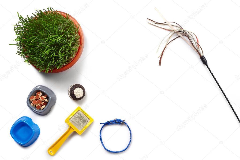 Flat lay composition with accessories for a cat, such as tasty dry food and water in a bowls, ball, yellow brush, blue collar, teaser and green grass isolated on white background. Pet care and feeding