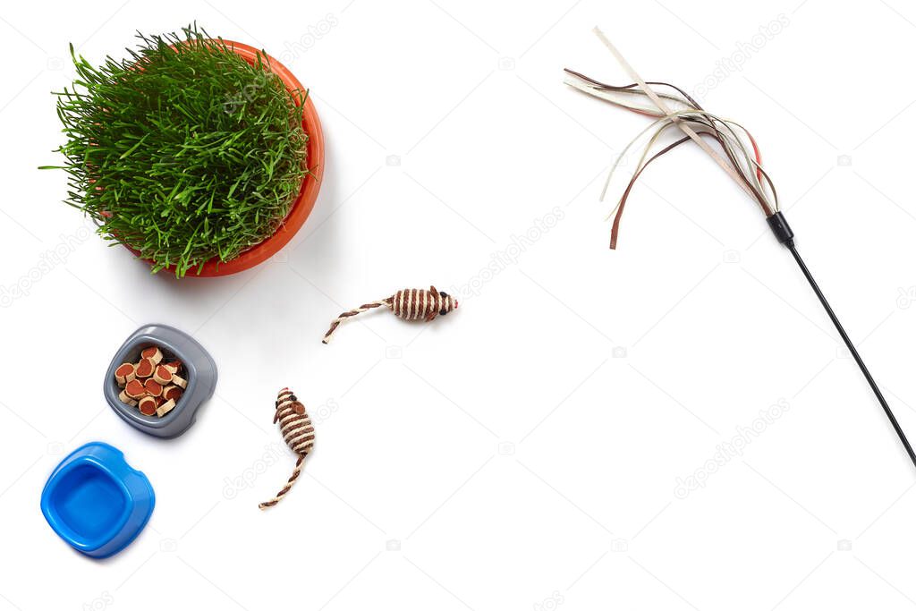 Flat lay composition with accessories for a cat, such as tasty dry food and water in a bowls, funny toys as mouses, teaser and green grass isolated on white background. Pet care and feeding concept