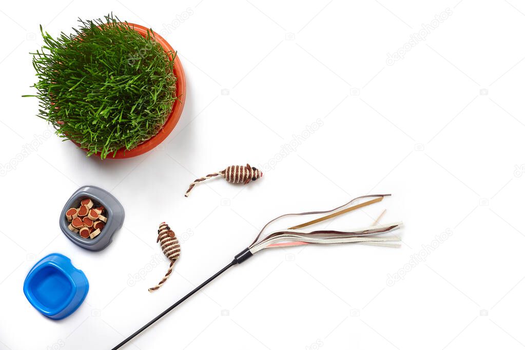 Flat lay composition with accessories for a cat, such as fresh dry food and water in a bowls, nice toys as mouses, teaser and green grass isolated on white background. Pet care and feeding concept
